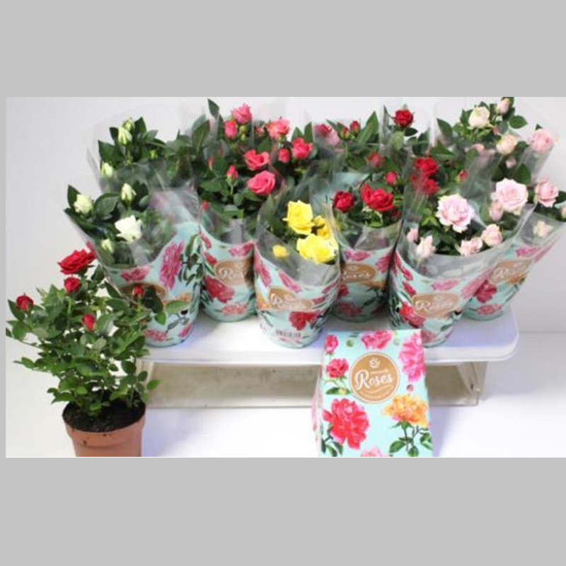 Trandafiri Mixsti, 30 cm